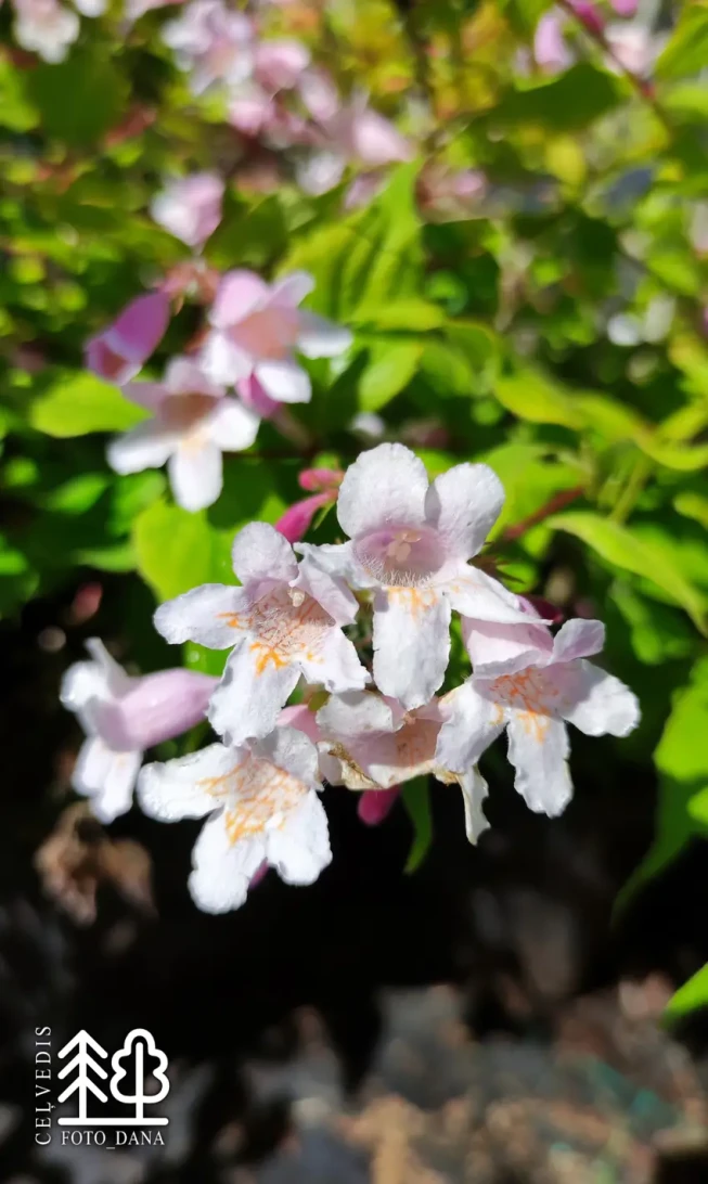 Kolkwitzia amabilis